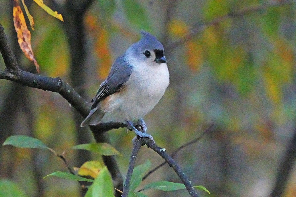 Mésange bicolore - ML643520980