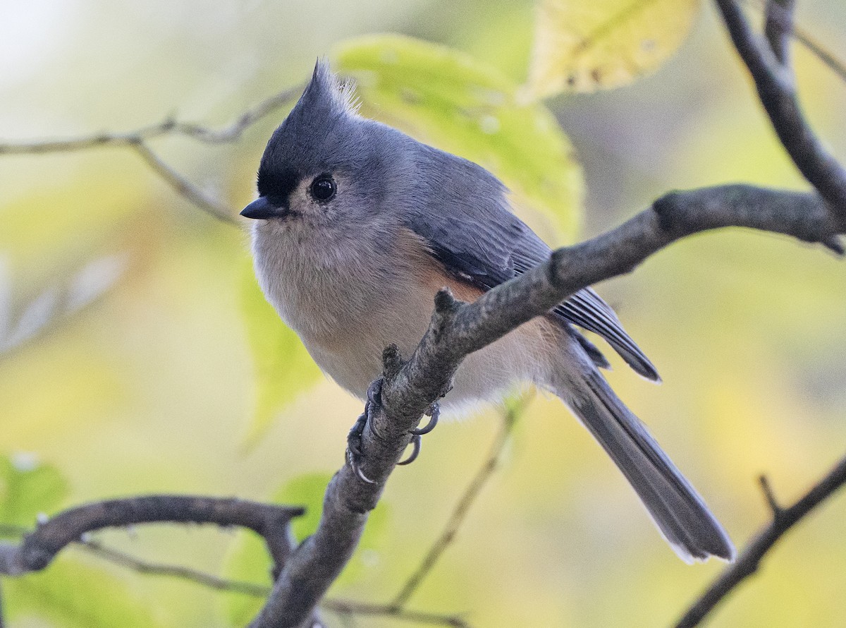 Mésange bicolore - ML643520981