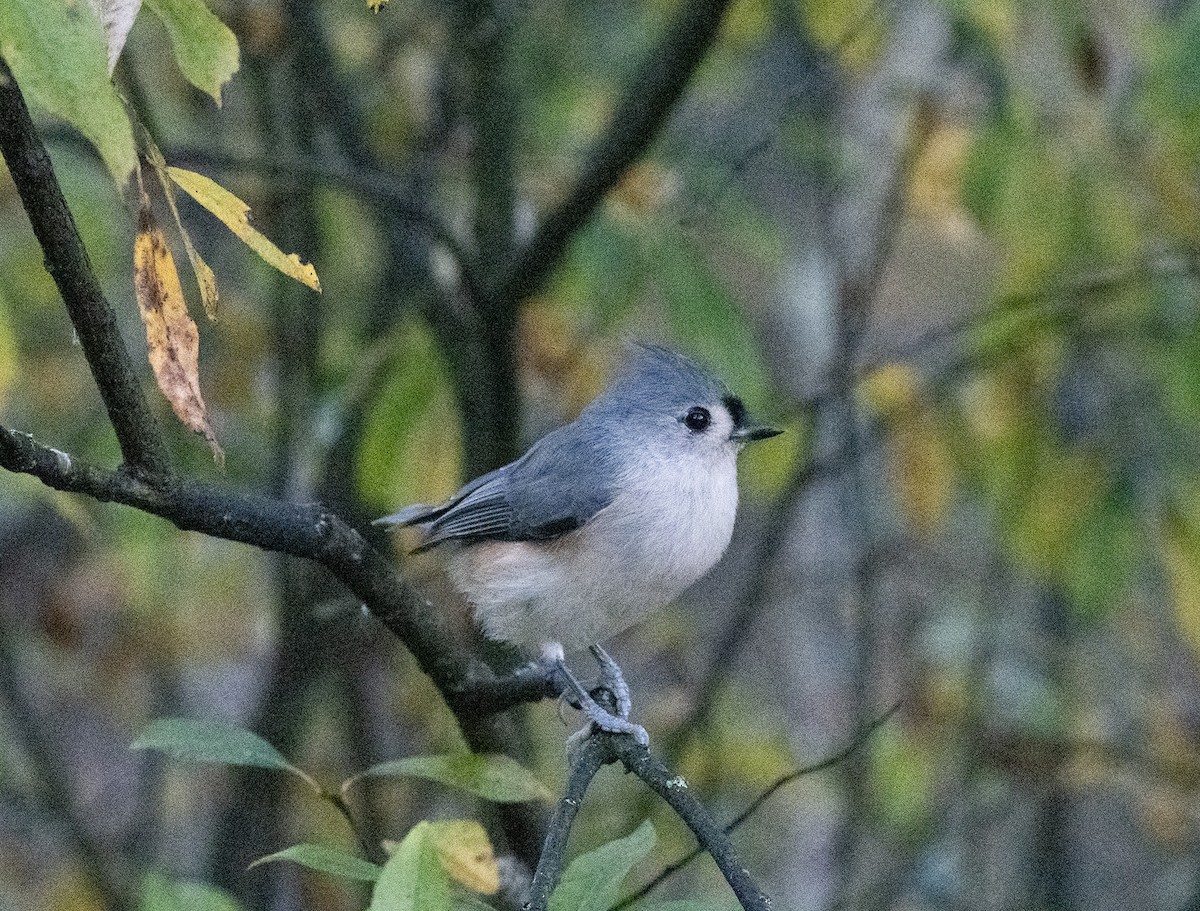 Mésange bicolore - ML643520982