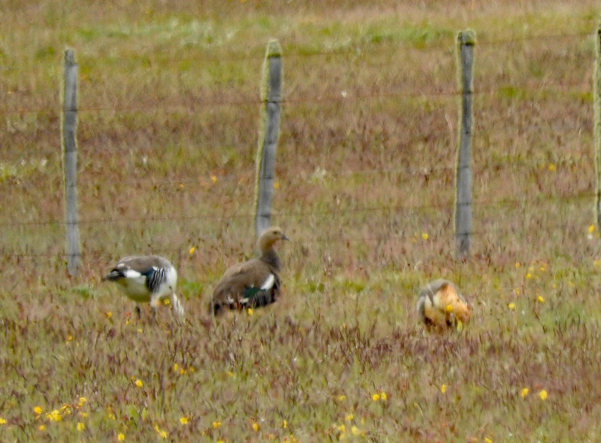 Upland Goose - ML643520983