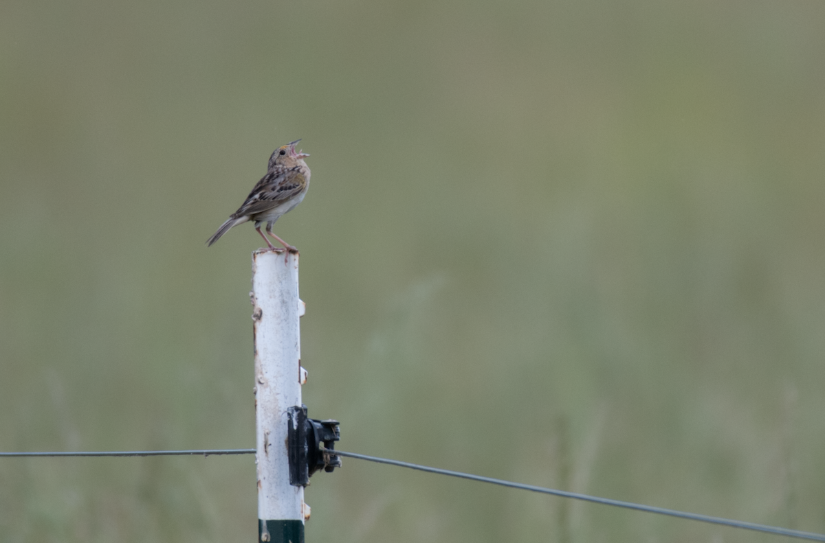 Grasshopper Sparrow - ML643520985