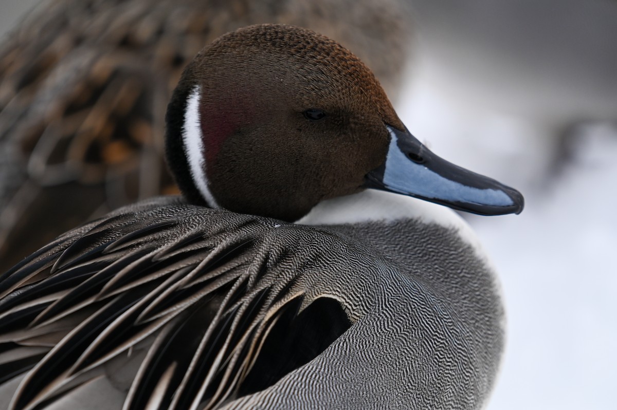 Northern Pintail - ML643520988