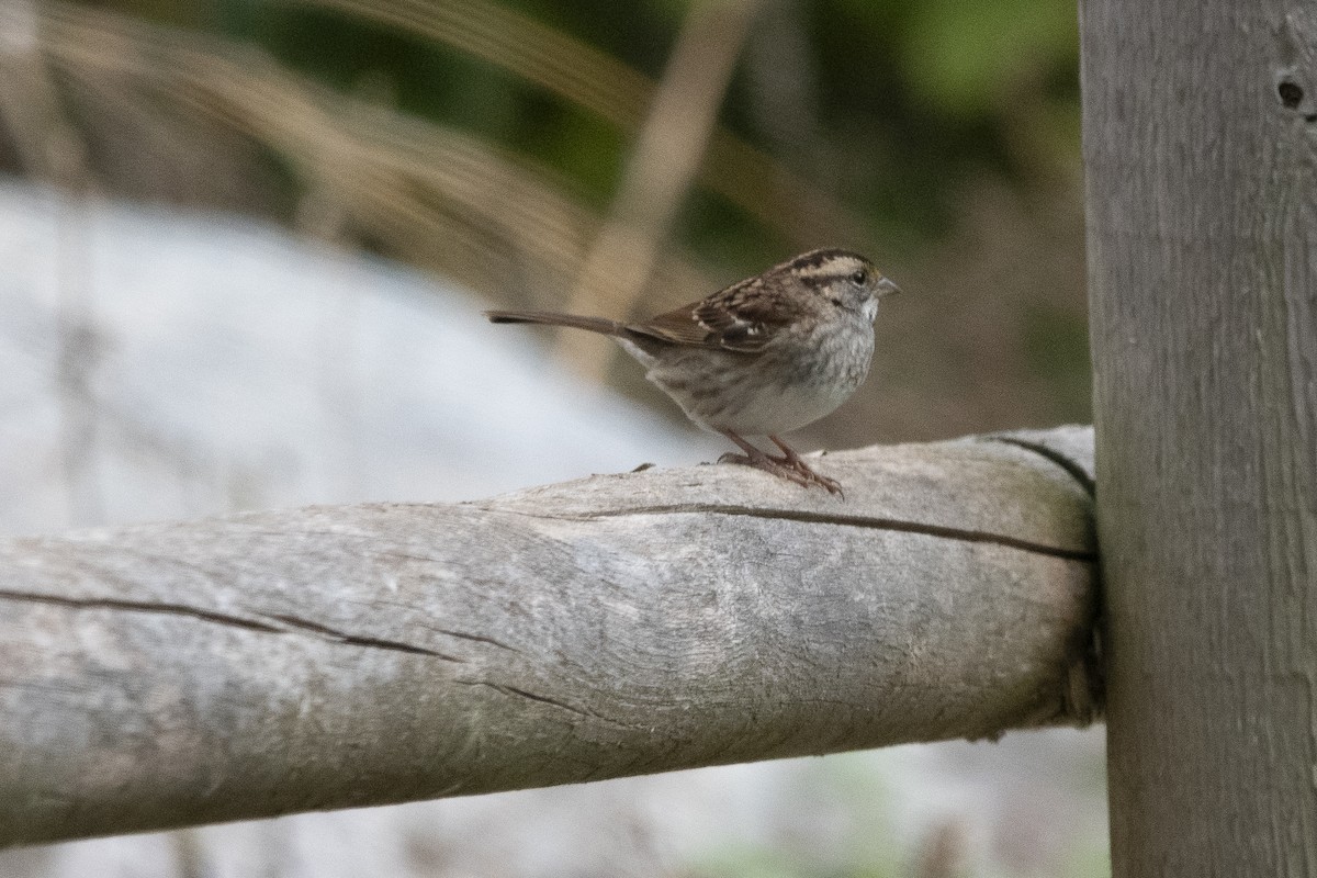 White-throated Sparrow - ML643520995