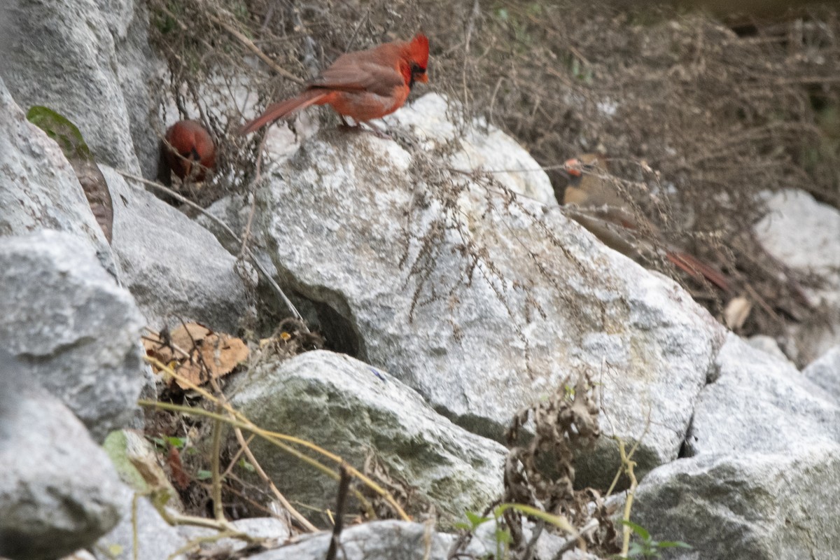 Northern Cardinal - ML643520999