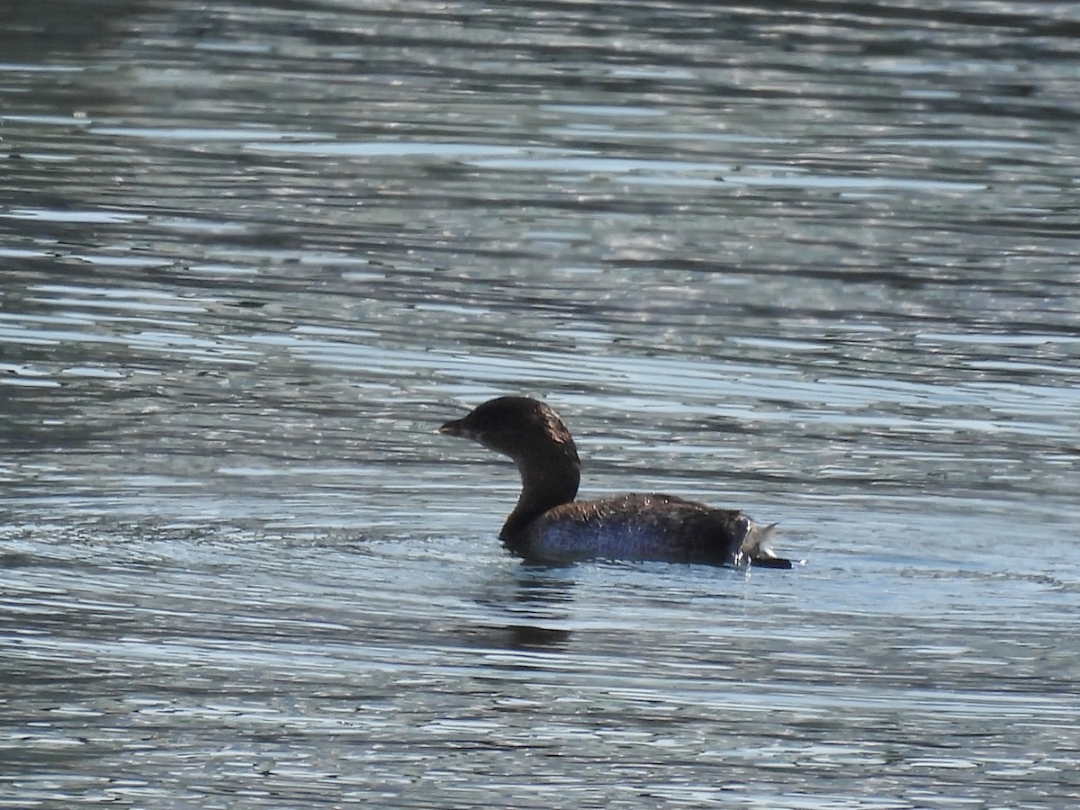 Pied-billed Grebe - ML643521002
