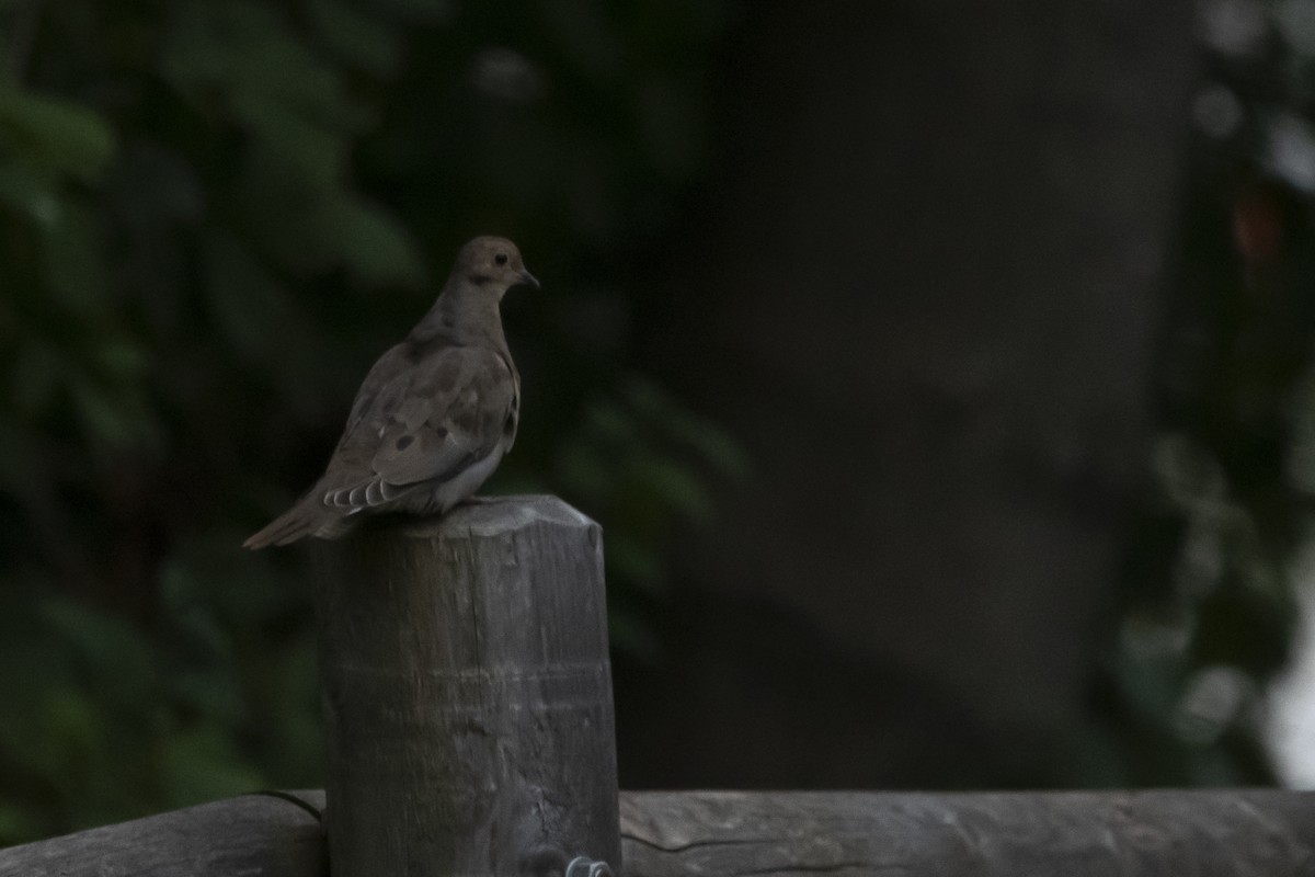 Mourning Dove - ML643521007