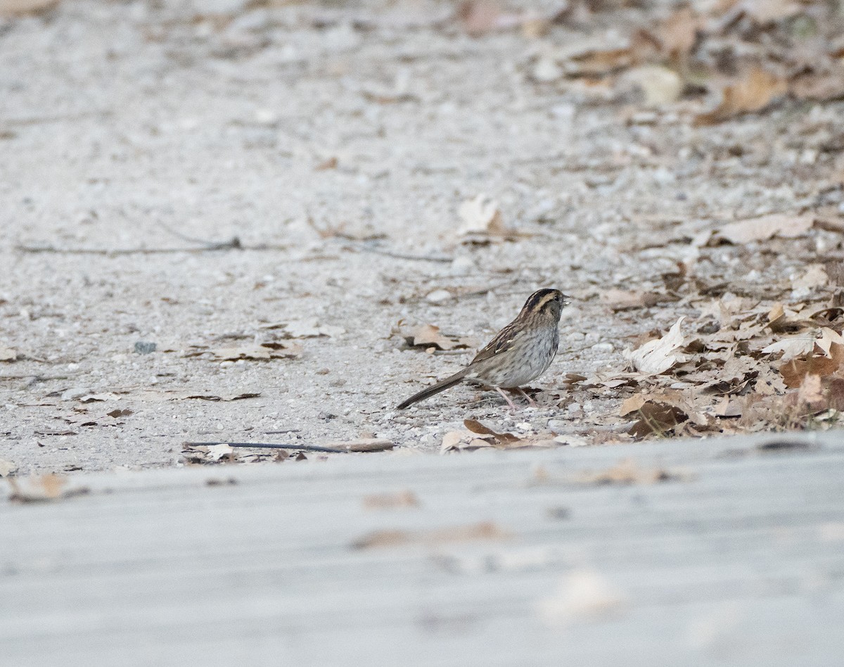 White-throated Sparrow - ML643521008
