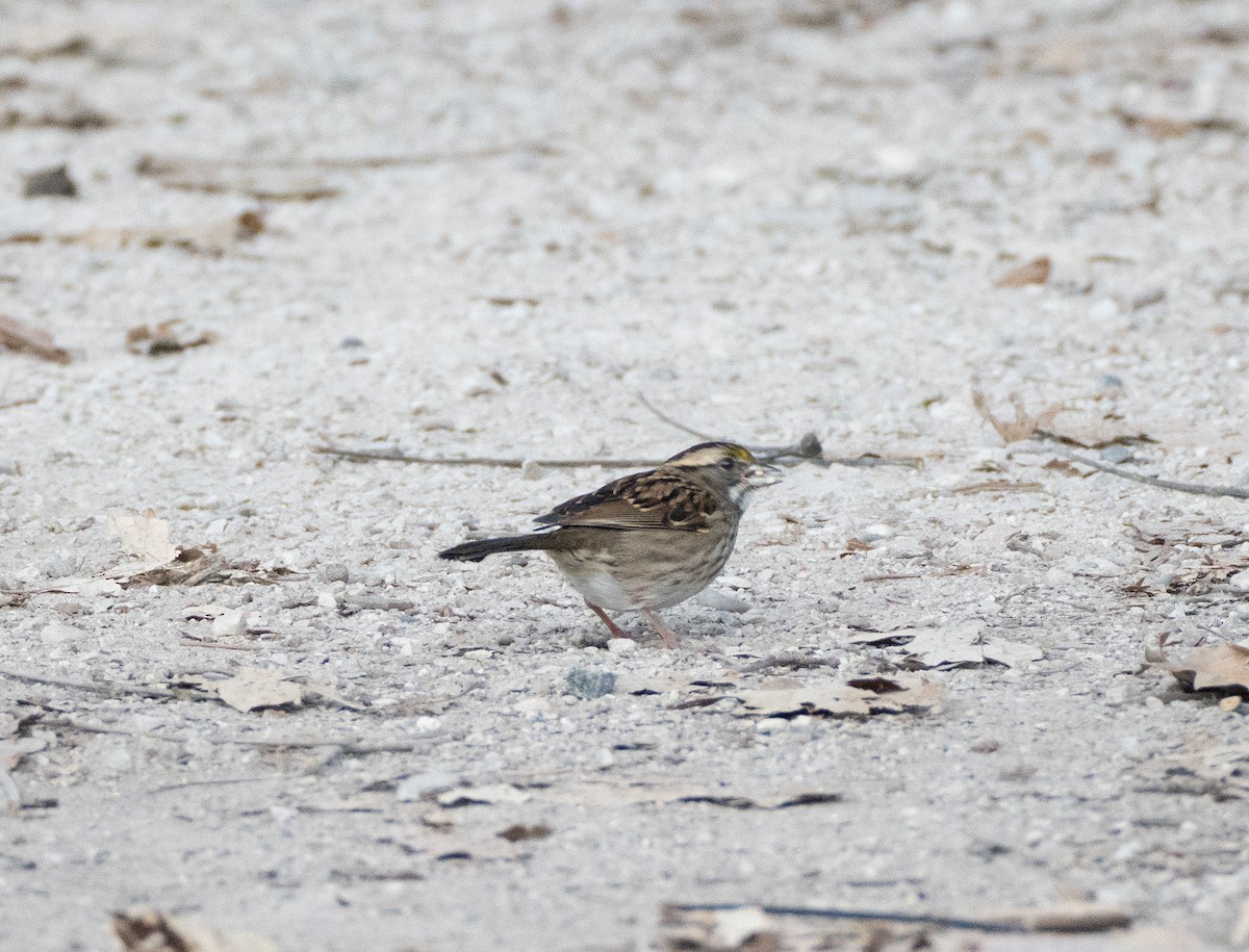 White-throated Sparrow - ML643521009