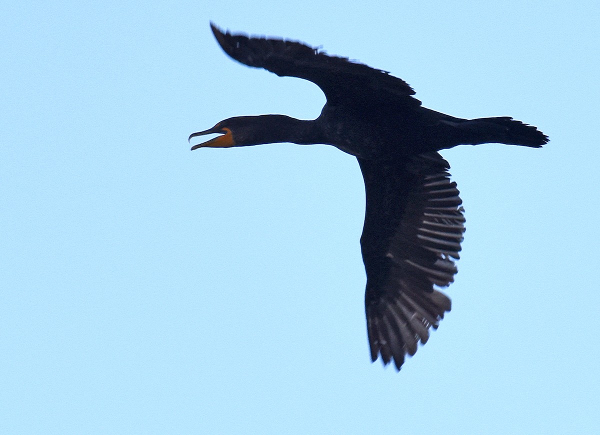 Double-crested Cormorant - ML64352101