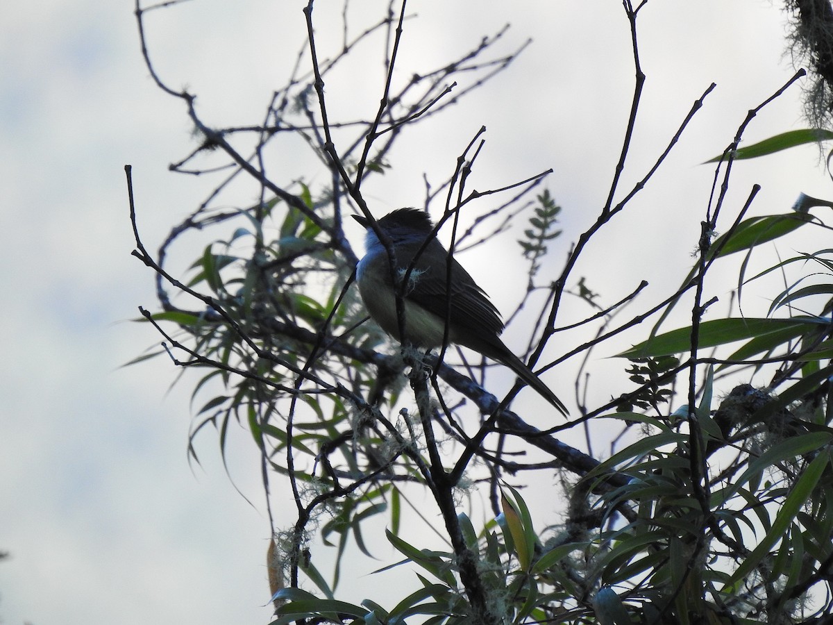 Myiarchus sp. - ML643521012