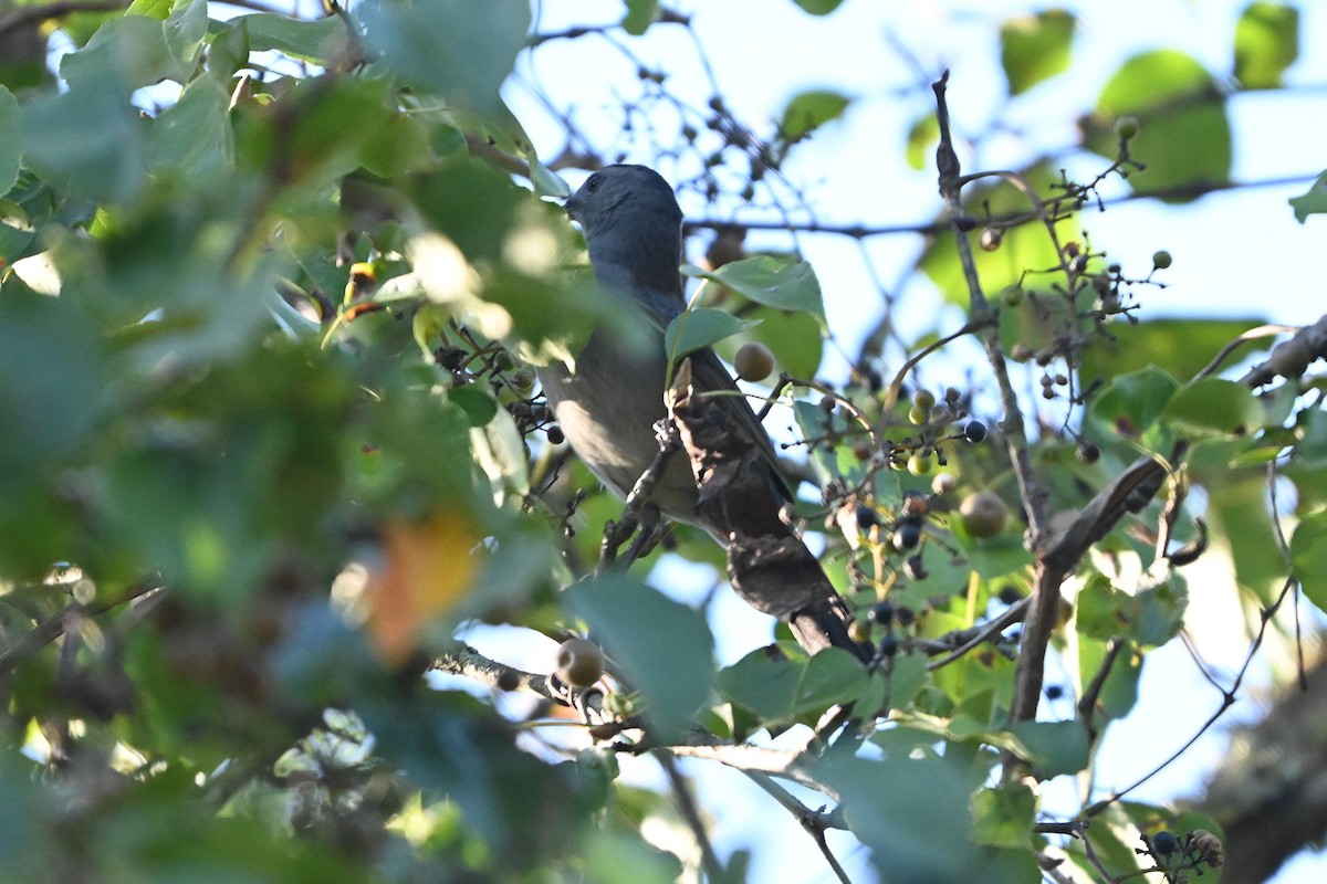 Gray Catbird - ML643521013