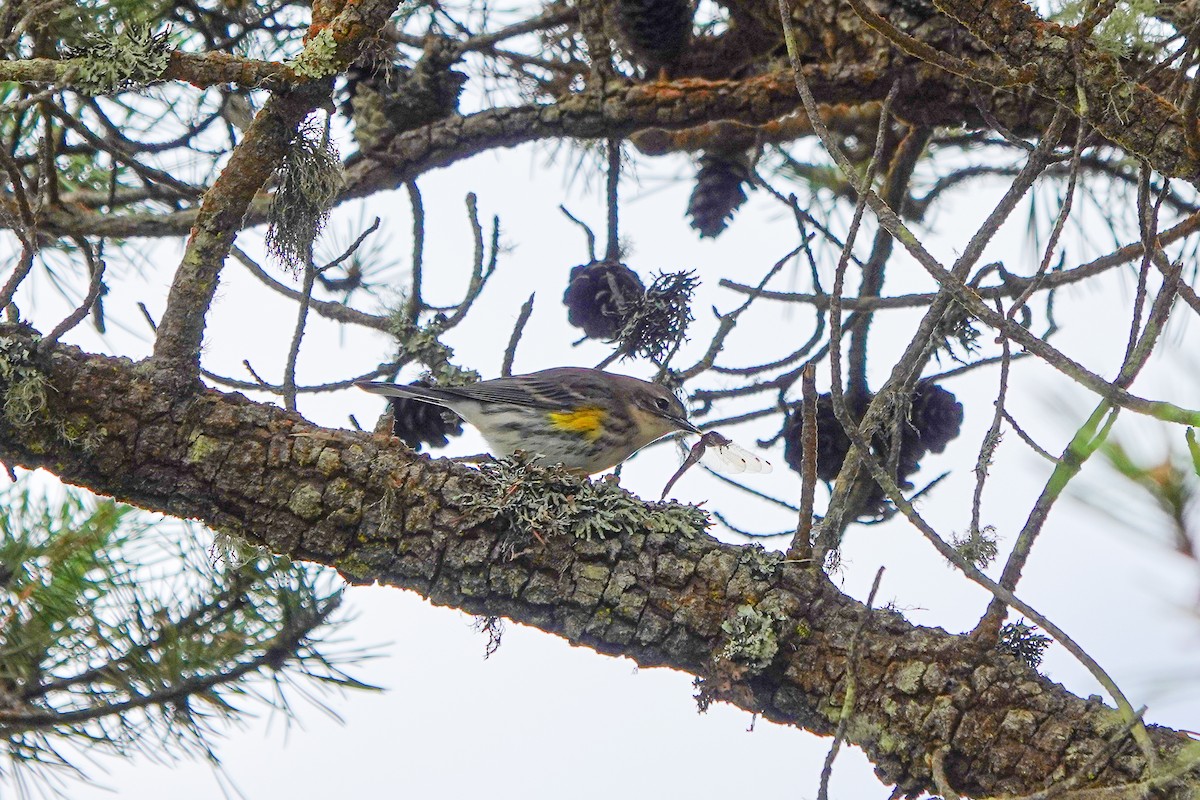 Kronenwaldsänger (coronata) - ML643521048