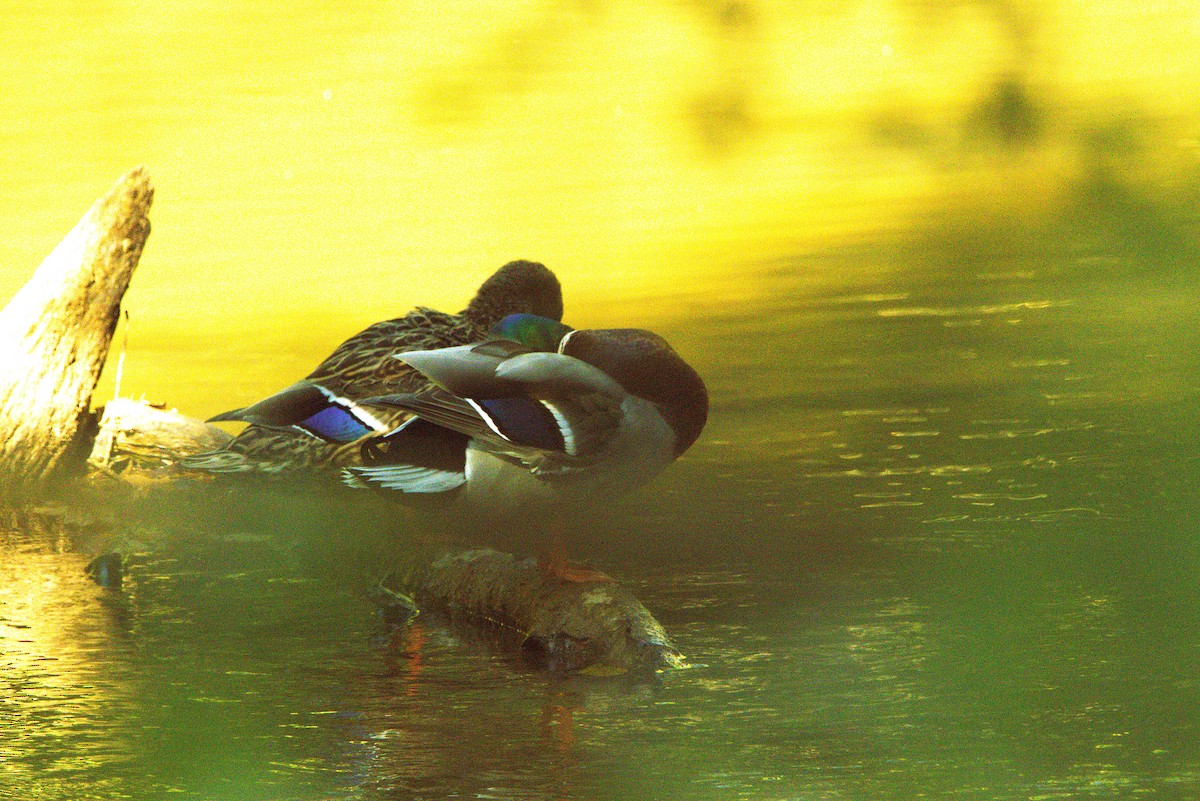 Canard colvert - ML643521049
