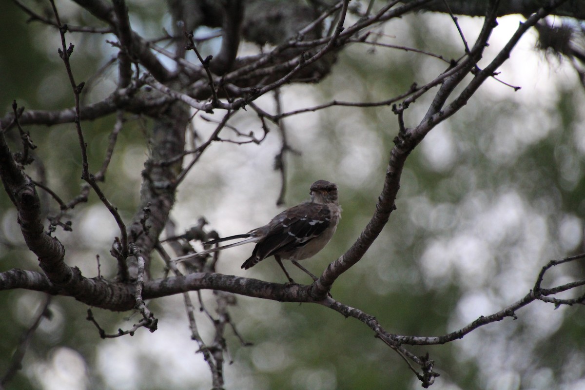 Northern Mockingbird - ML643521050