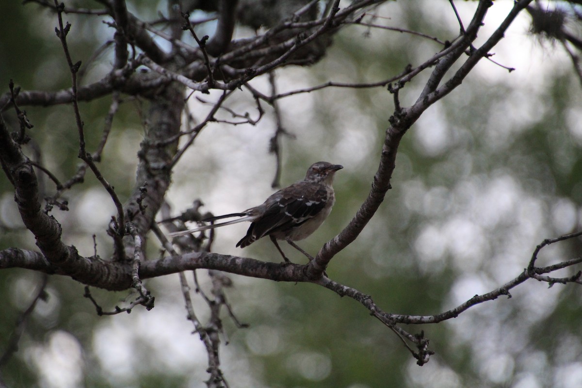 Northern Mockingbird - ML643521051