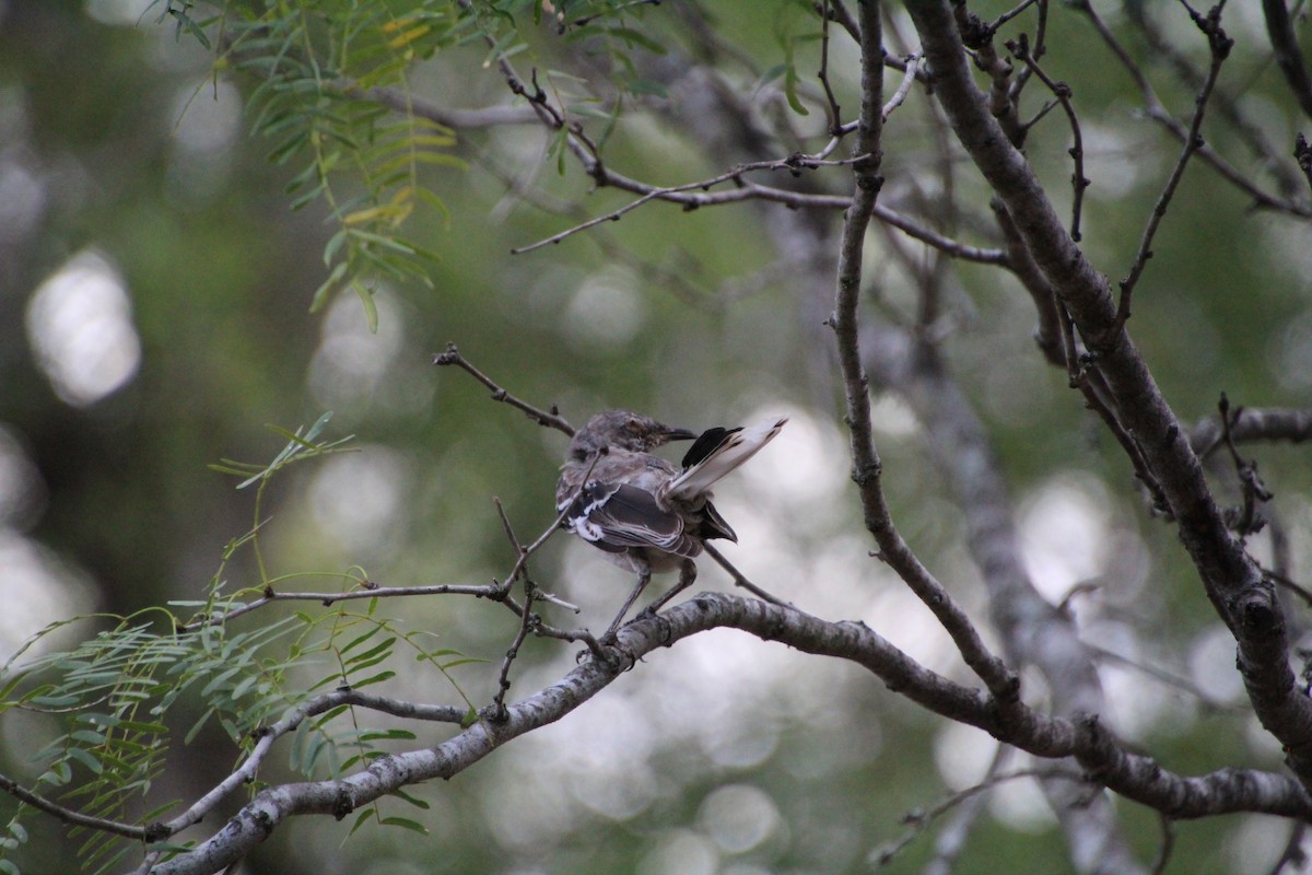 Northern Mockingbird - ML643521052