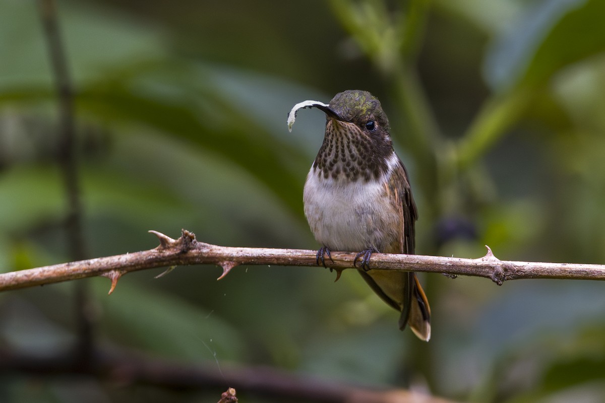 Volcano Hummingbird - ML643521083