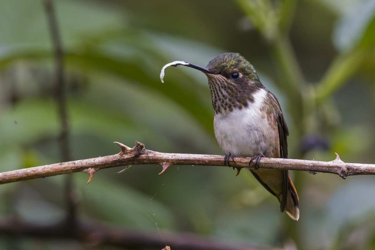 Volcano Hummingbird - ML643521084