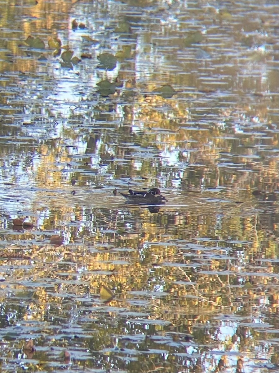 Canard branchu - ML643521085