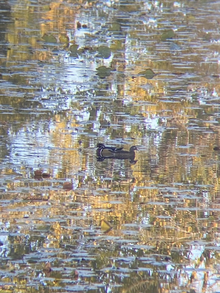 Canard branchu - ML643521086