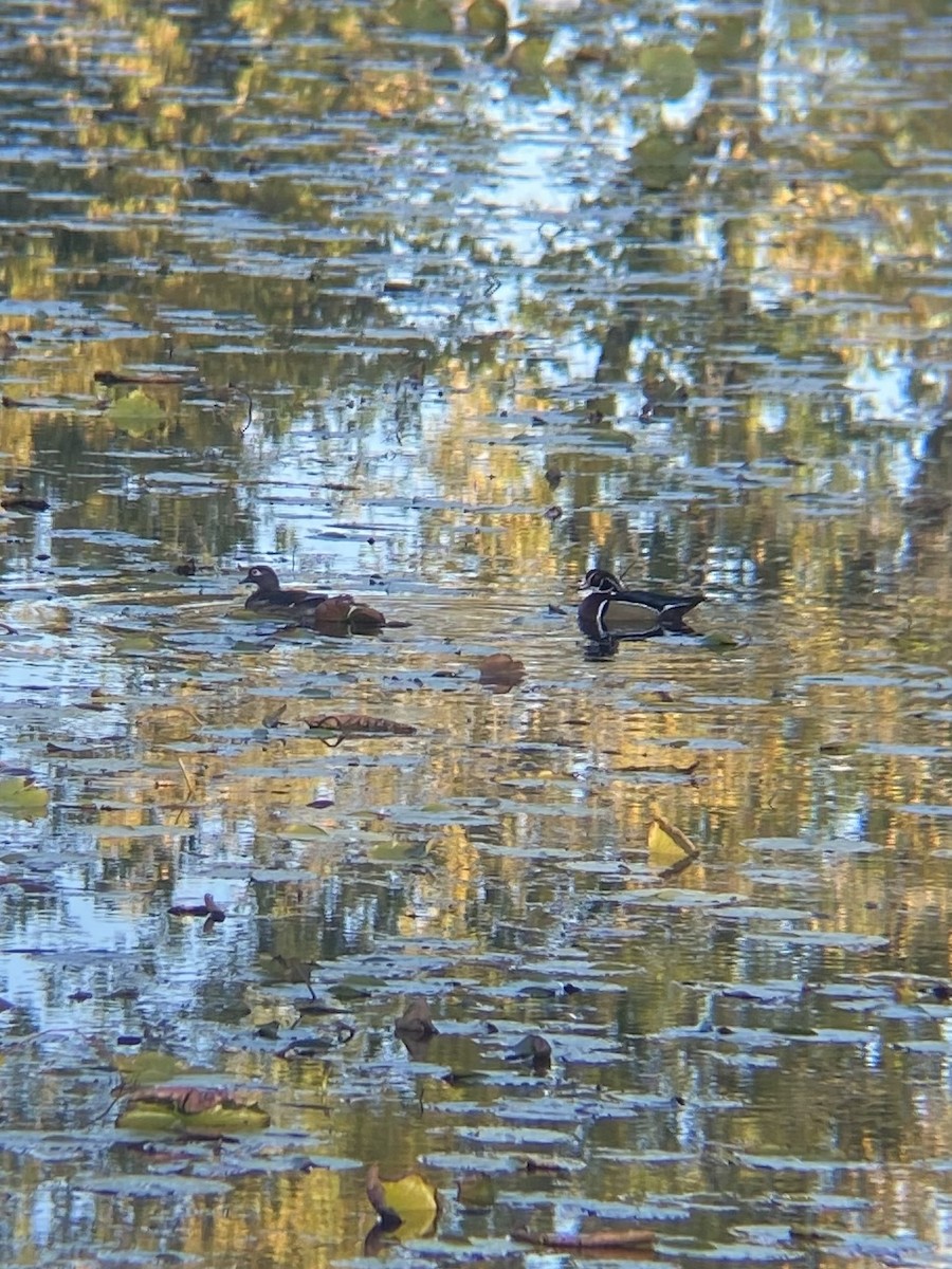 Canard branchu - ML643521087