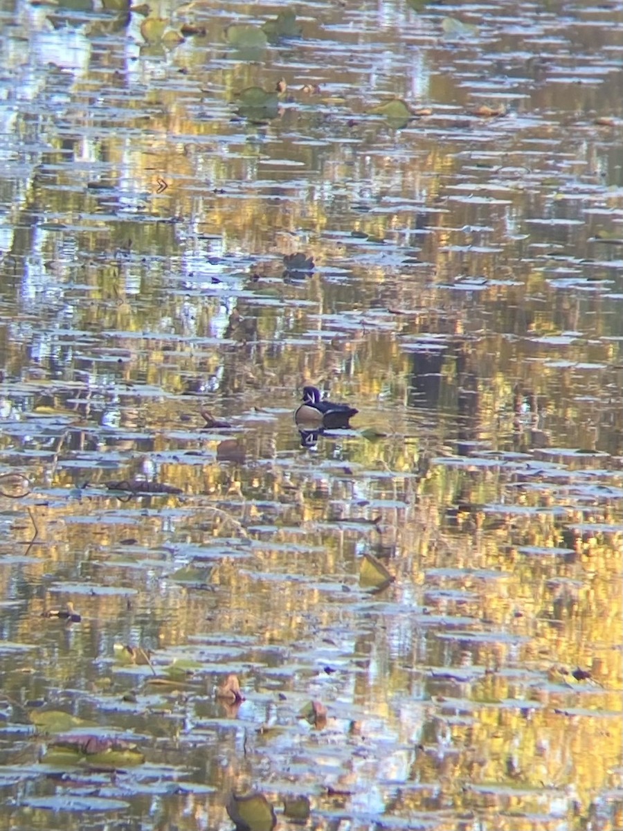 Canard branchu - ML643521088