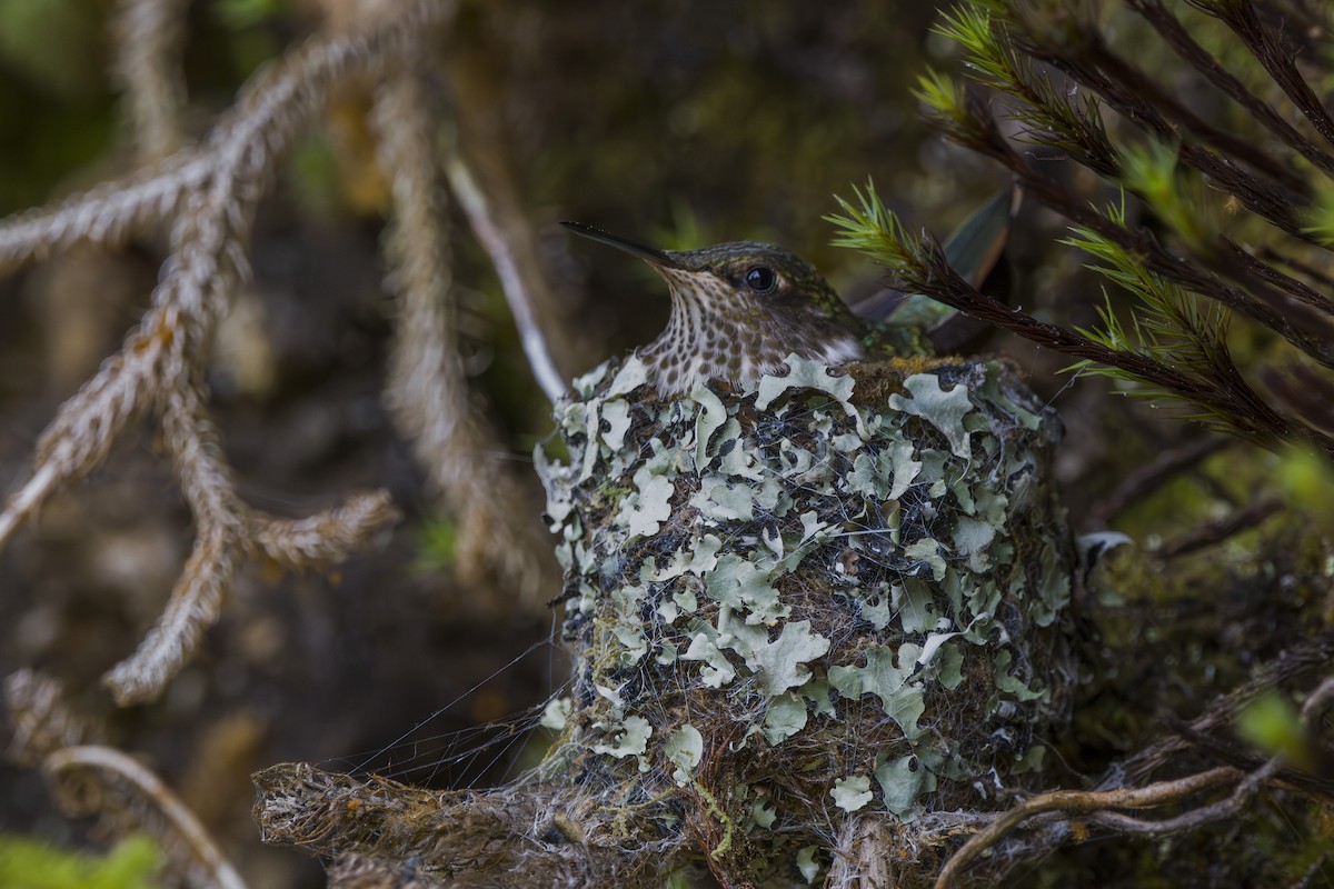 Volcano Hummingbird - ML643521093