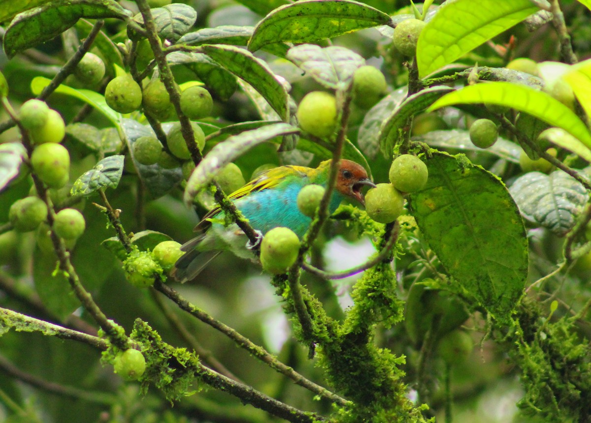 Bay-headed Tanager - ML643521100