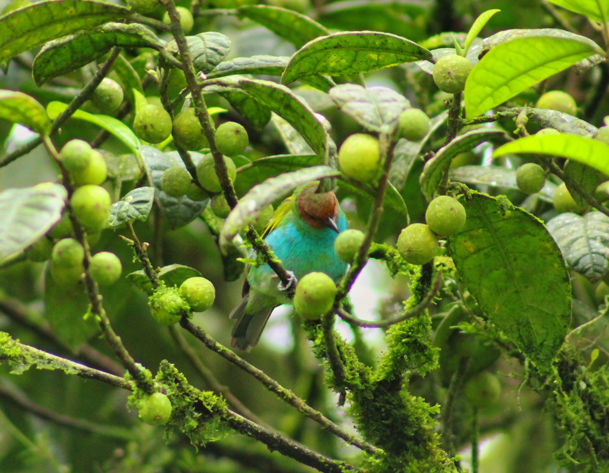 Bay-headed Tanager - ML643521101