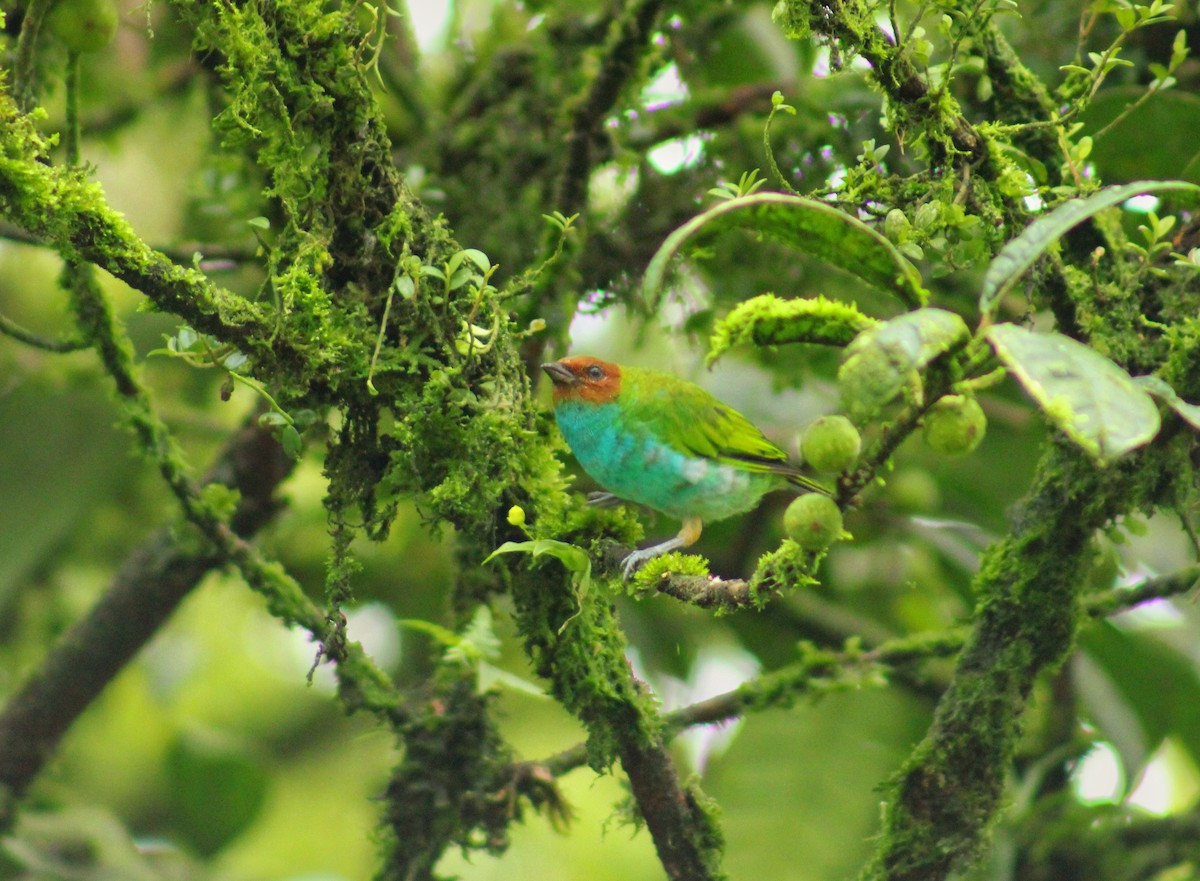 Bay-headed Tanager - ML643521102