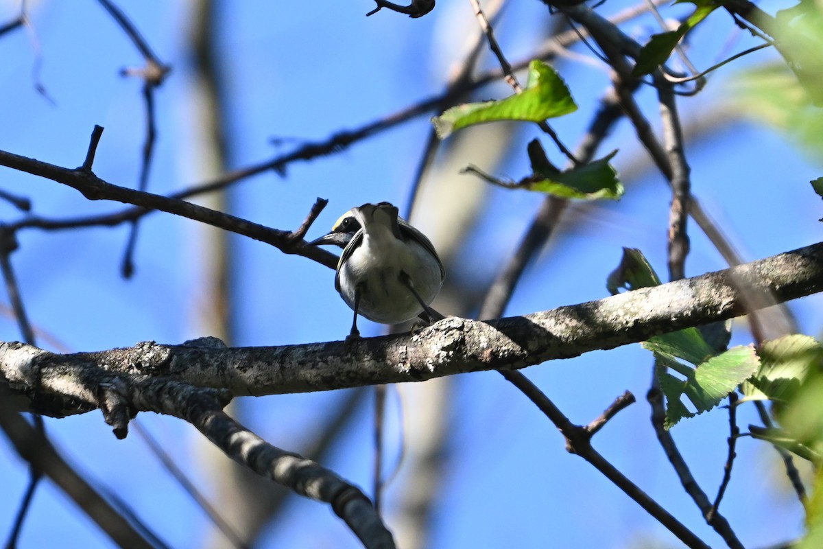 Golden-winged Warbler - ML643521110