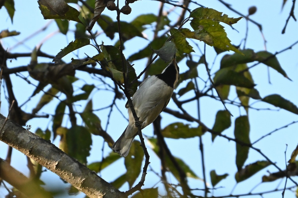 Golden-winged Warbler - ML643521111