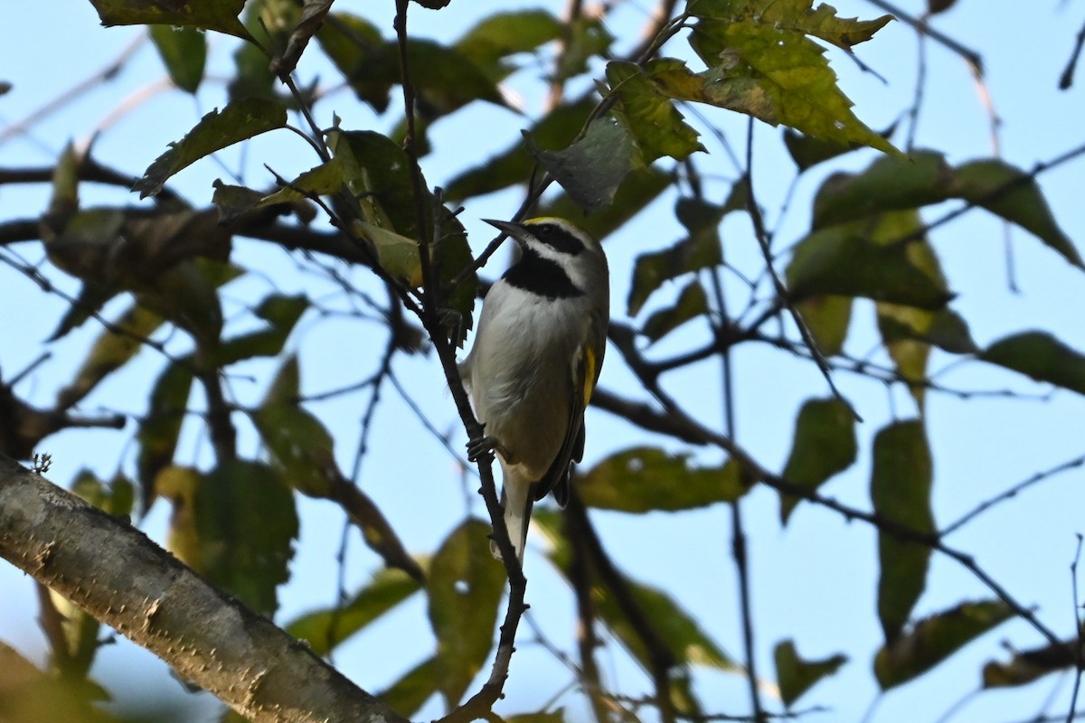 Golden-winged Warbler - ML643521112