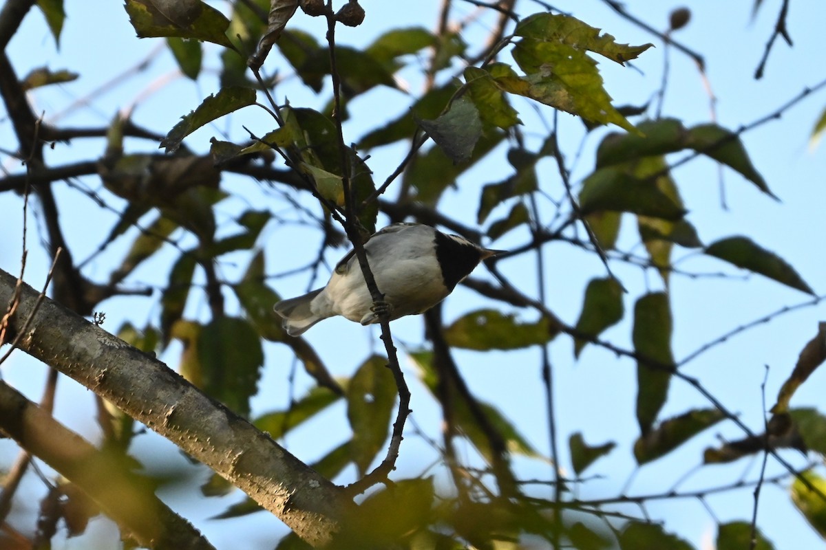 Golden-winged Warbler - ML643521113