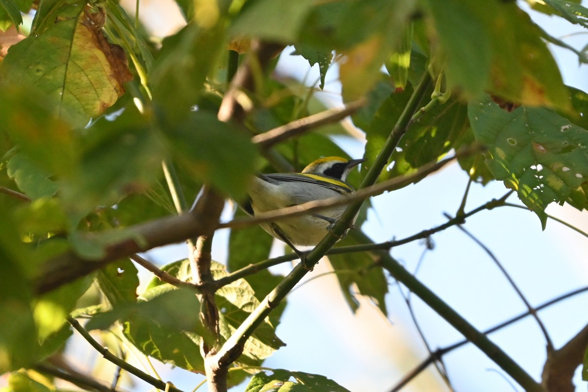 Golden-winged Warbler - ML643521114