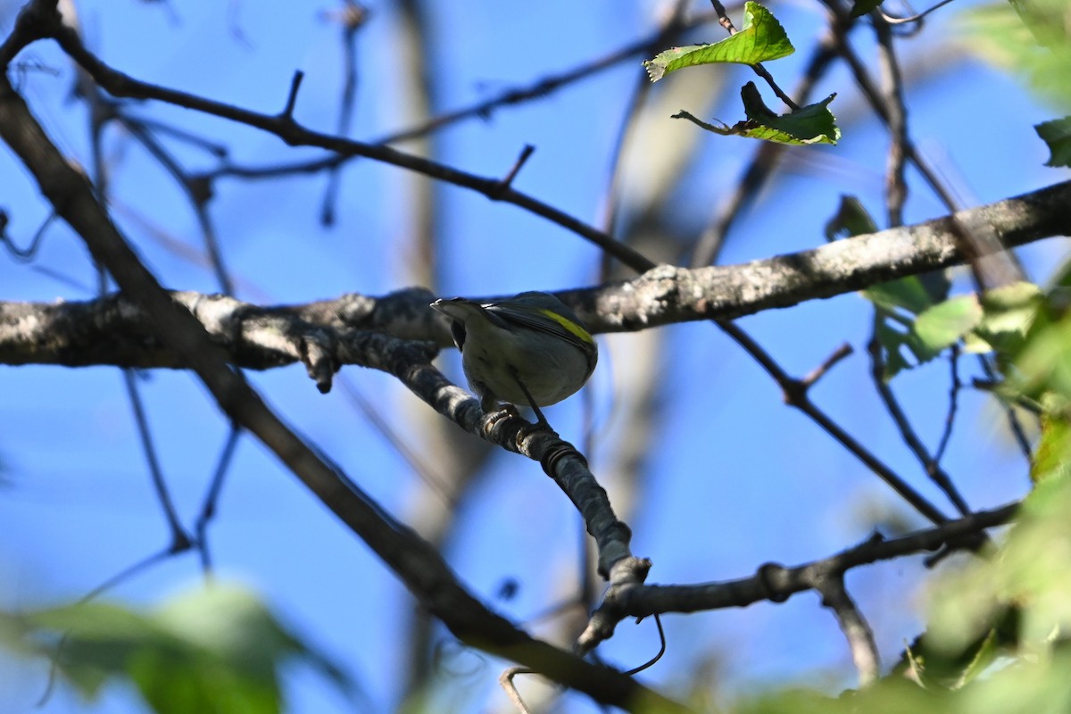 Golden-winged Warbler - ML643521115