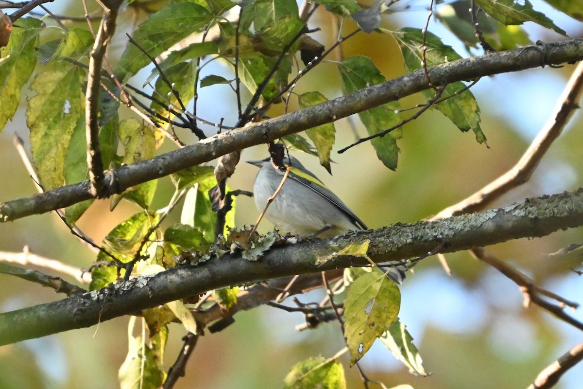 Golden-winged Warbler - ML643521116
