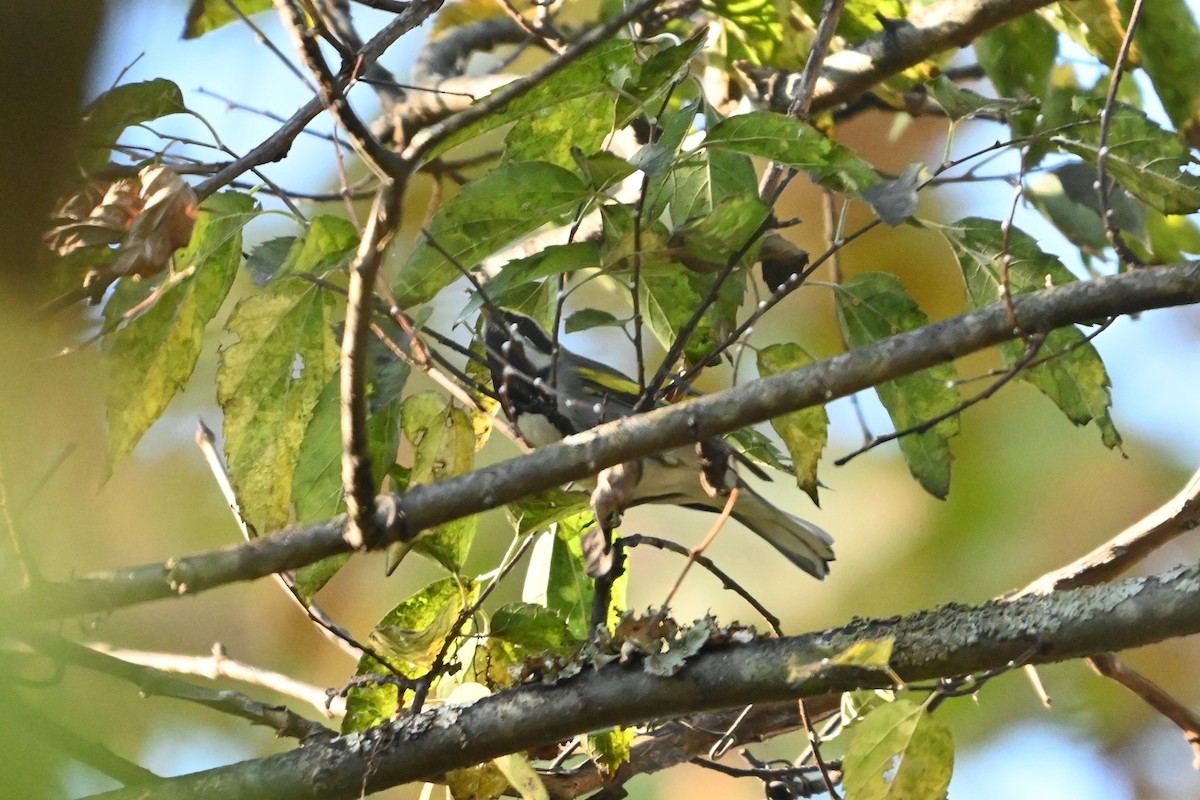 Golden-winged Warbler - ML643521117