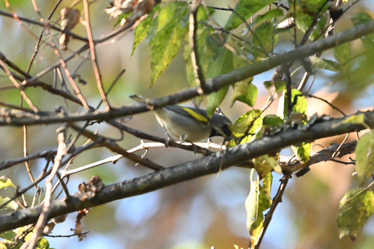 Golden-winged Warbler - ML643521118