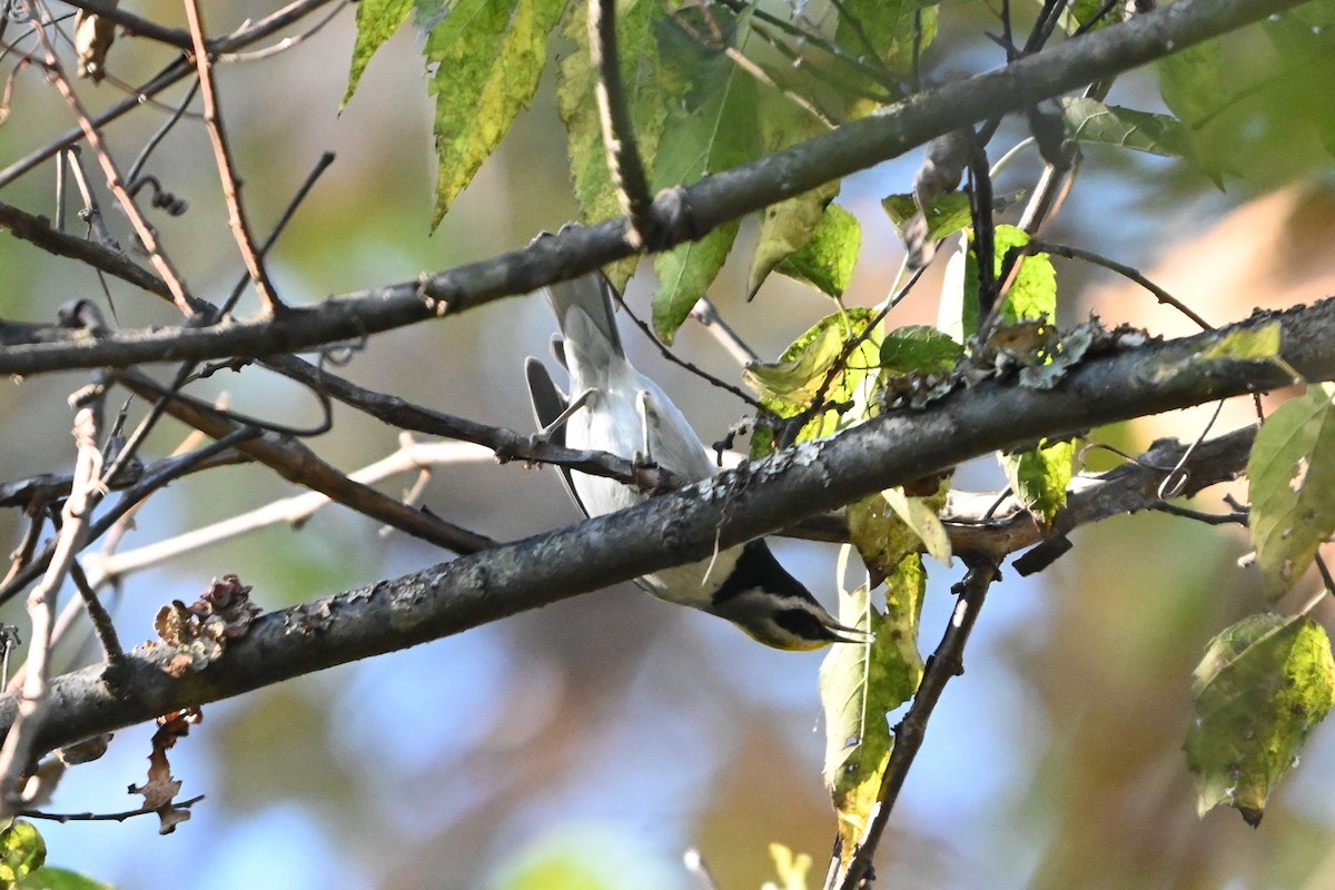 Golden-winged Warbler - ML643521119