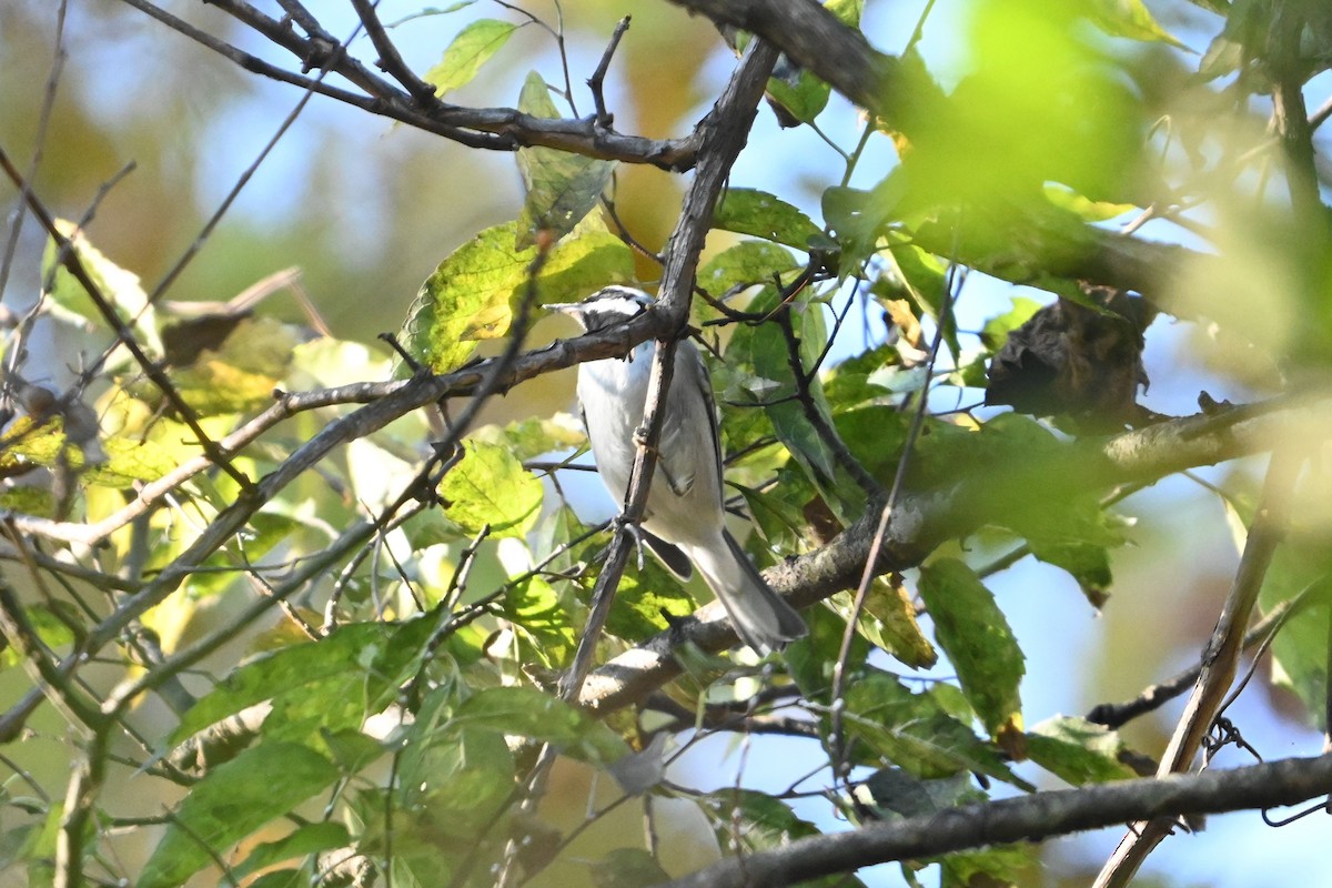 Golden-winged Warbler - ML643521120
