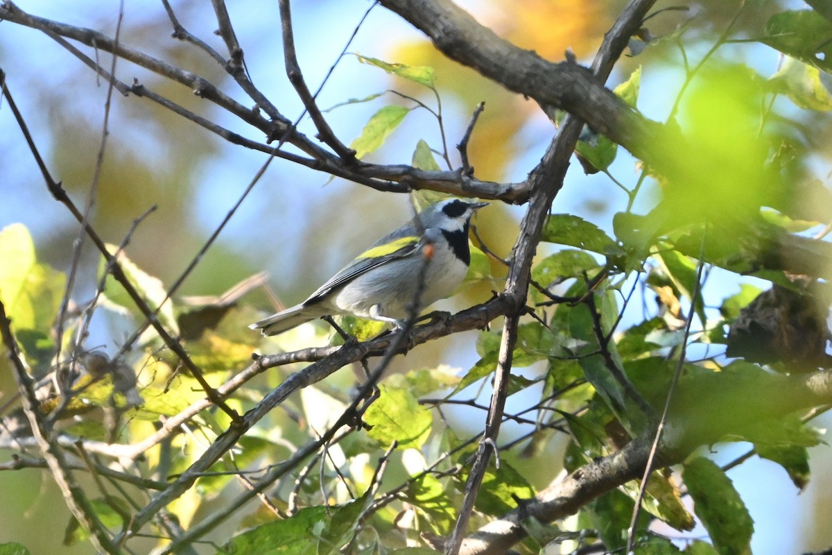 Golden-winged Warbler - ML643521121