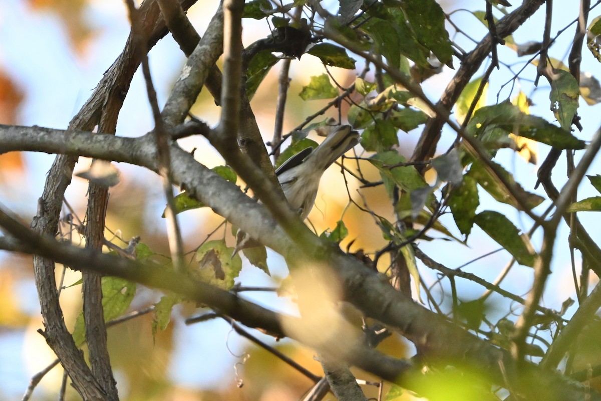 Golden-winged Warbler - ML643521122