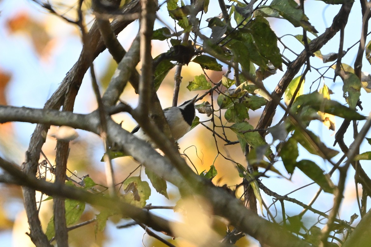 Golden-winged Warbler - ML643521123