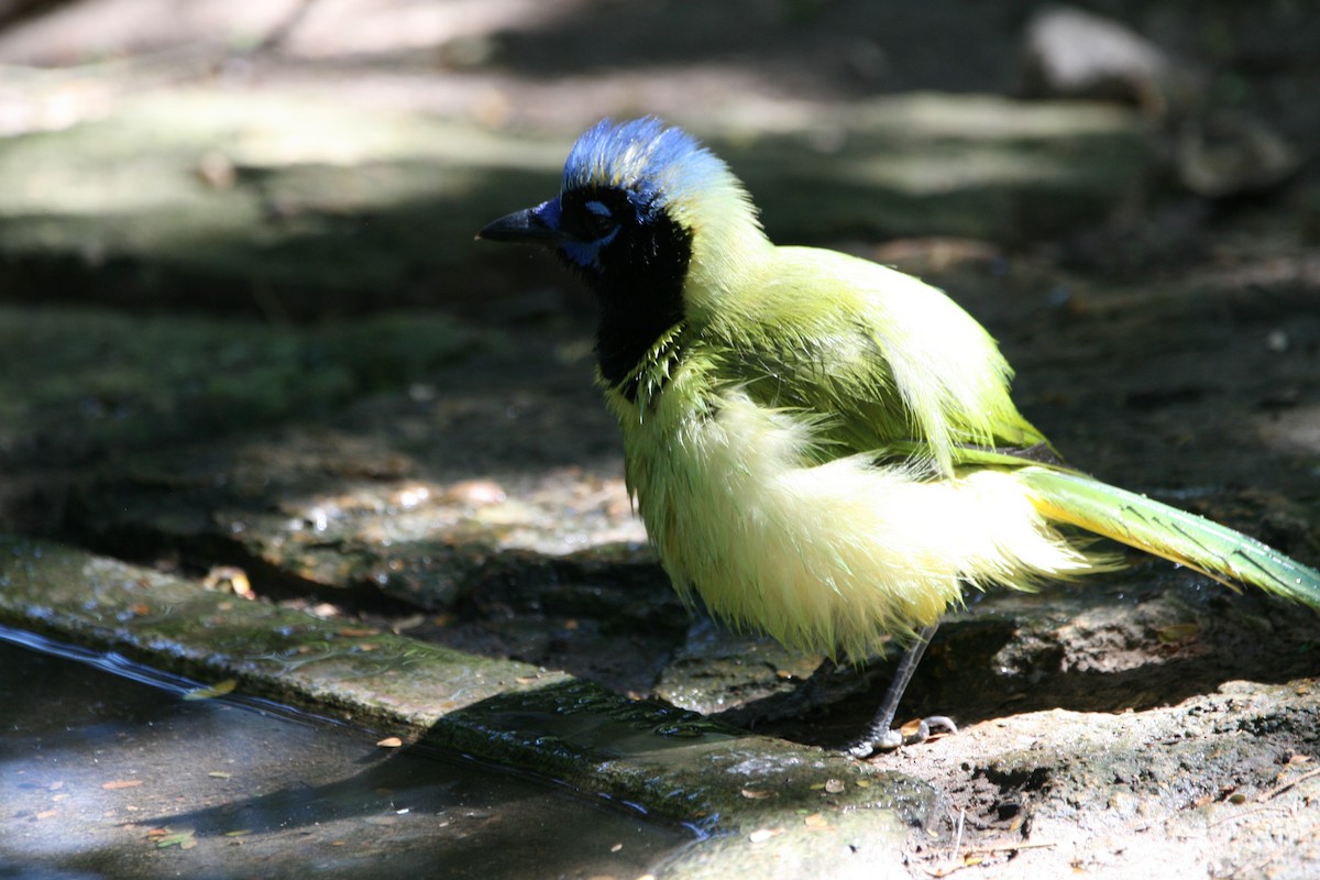 Green Jay - ML643521127