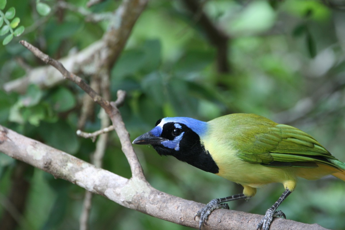 Green Jay - ML643521128