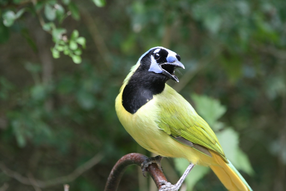Green Jay - ML643521129