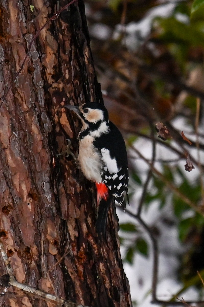 アカゲラ - ML643521131