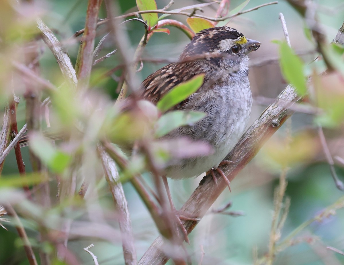 White-throated Sparrow - ML643521132