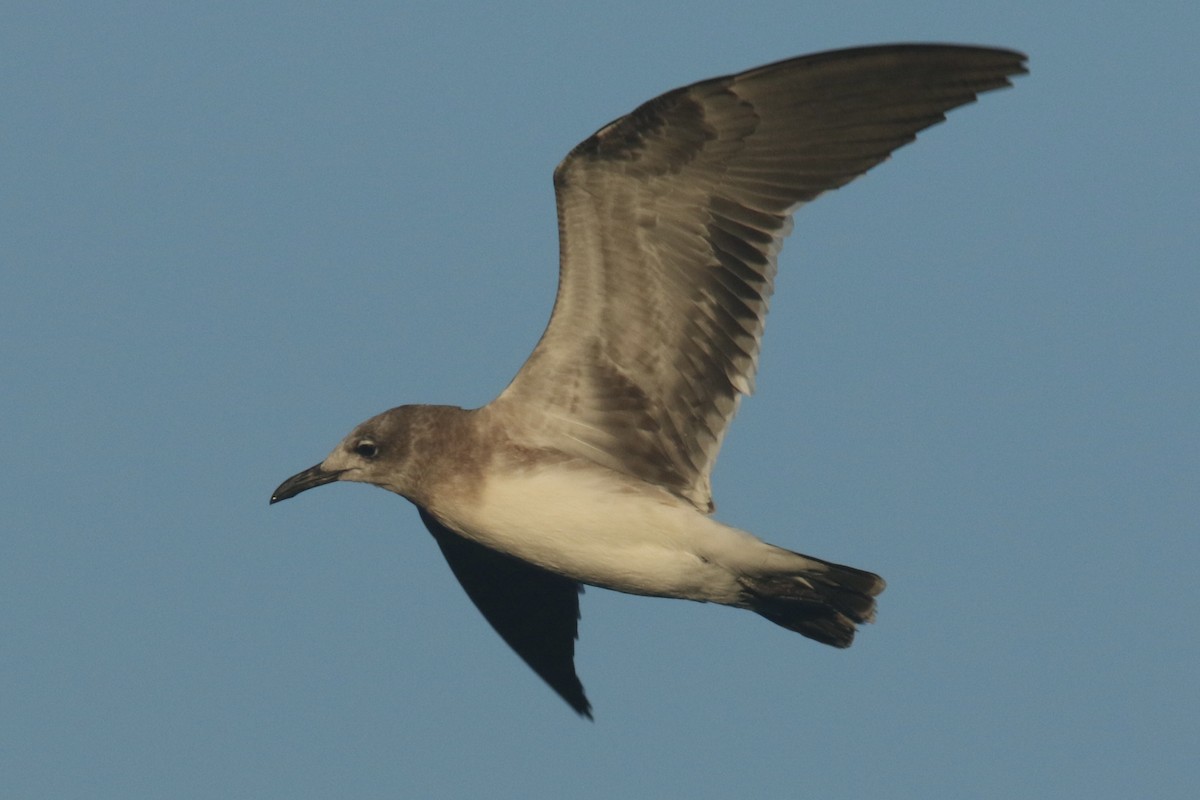 Antxeta mokogorri amerikarra - ML643521137